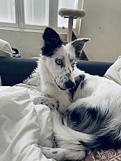 Donne Aria border collie femelle 14 mois - Sarthe - Photo 5