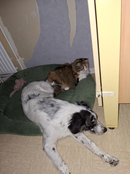 Donne border collie X berger australien femelle chiot 10 mois - Saone et Loire