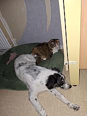 Donne border collie X berger australien femelle chiot 10 mois - Saone et Loire