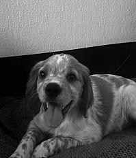 Donne épagneul breton chiot 4 mois mâle - Allier