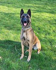Donne berger malinois femelle 7 ans - Marne
