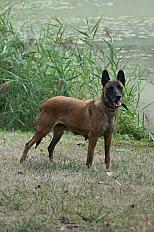 Donne berger malinois femelle 7 ans - Marne - Photo 2