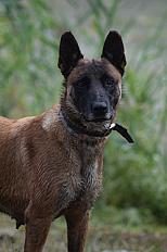 Donne berger malinois femelle 7 ans - Marne - Photo 3