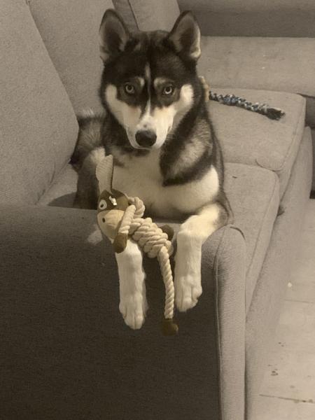 Donne Aika husky femelle 2 ans - Haute Garonne