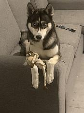 Donne Aika husky femelle 2 ans - Haute Garonne
