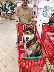 Donne Aika husky femelle 2 ans - Haute Garonne - Photo 2