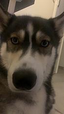 Donne Aika husky femelle 2 ans - Haute Garonne - Photo 3