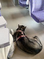 Donne Aika husky femelle 2 ans - Haute Garonne - Photo 4