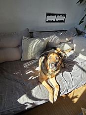 Donne Shonya berger allemand X beauceron femelle 5 ans - Isère - Photo 2