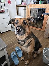 Donne Shonya berger allemand X beauceron femelle 5 ans - Isère