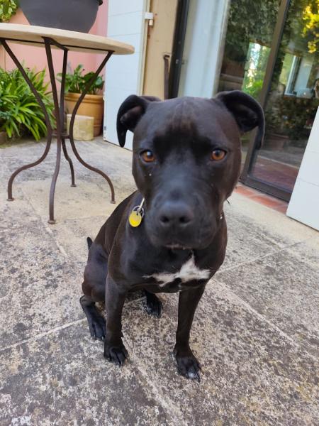 Donne Maya staffie croisée femelle
