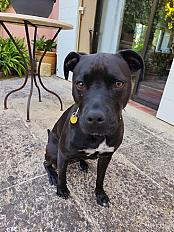 Donne Maya staffie croisée femelle