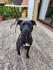 Donne Maya staffie croisée femelle - Photo 2