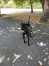 Donne Maya staffie croisée femelle - Photo 3