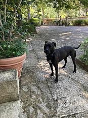 Donne Maya staffie croisée femelle - Photo 5