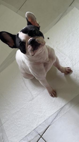 Donne bouledogue français femelle 6 ans - Ille et Vilaine