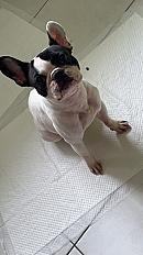 Donne bouledogue français femelle 6 ans - Ille et Vilaine