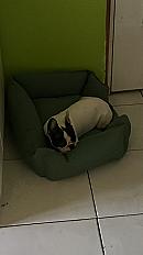 Donne bouledogue français femelle 6 ans - Ille et Vilaine - Photo 3
