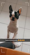 Donne bouledogue français femelle 6 ans - Ille et Vilaine - Photo 4