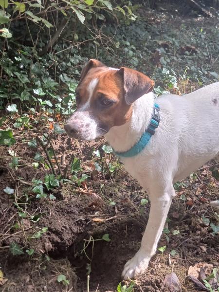 Donne jack russell mâle chiot 11 mois - Pas de Calais