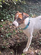 Donne jack russell mâle chiot 11 mois - Pas de Calais