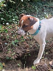 Donne jack russell mâle chiot 11 mois - Pas de Calais - Photo 2