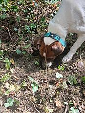 Donne jack russell mâle chiot 11 mois - Pas de Calais - Photo 3