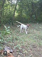 Donne jack russell mâle chiot 11 mois - Pas de Calais - Photo 4