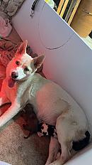 Donne chiots husky X épagneul pour novembre - Haute Saone