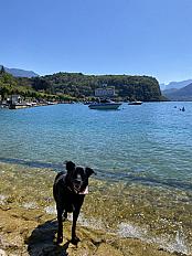 Donne berger X labrador femelle 5 ans - Haute Savoie - Photo 2
