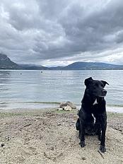 Donne berger X labrador femelle 5 ans - Haute Savoie - Photo 3