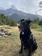 Donne berger X labrador femelle 5 ans - Haute Savoie - Photo 4
