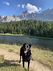 Donne berger X labrador femelle 5 ans - Haute Savoie - Photo 5