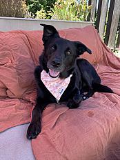 Donne berger X labrador femelle 5 ans - Haute Savoie