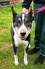 Donne Azur husky X dalmatien mâle 13 ans - Aisne