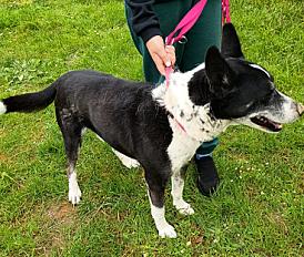 Donne Azur husky X dalmatien mâle 13 ans - Aisne - Photo 2
