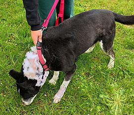 Donne Azur husky X dalmatien mâle 13 ans - Aisne - Photo 3