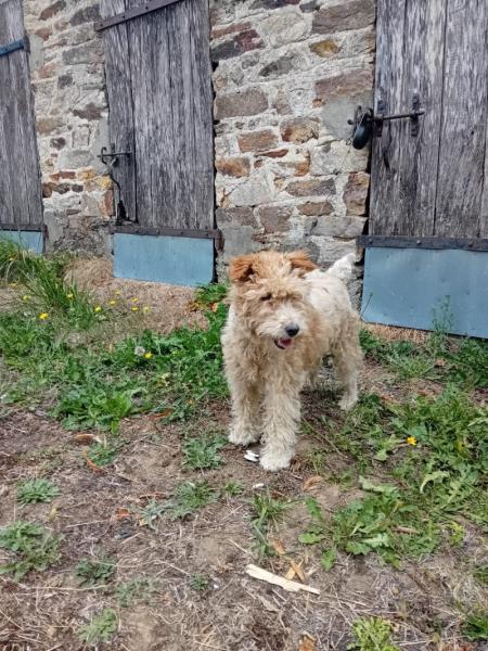 Donne Fox Terrier à poil dur femelle 10 ans - Haute Vienne