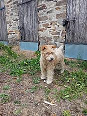 Donne Fox Terrier à poil dur femelle 10 ans - Haute Vienne