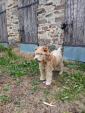 Donne Fox Terrier à poil dur femelle 10 ans - Haute Vienne - Photo 2