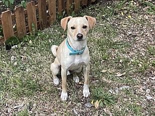 Donne podenco portugais sable et blanc mâle 2 ans - Gard