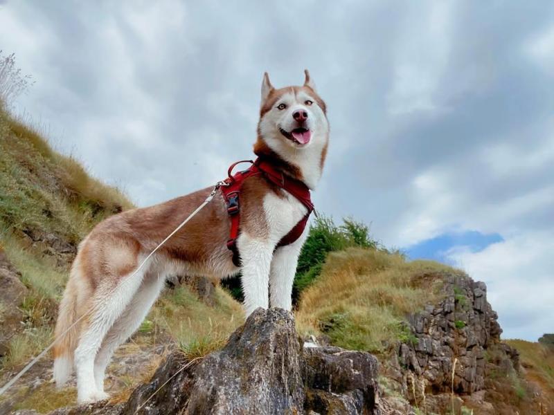 Donne Taïga husky femelle 4 ans - Morbihan