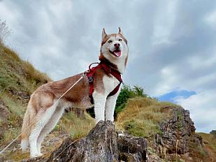 Donne Taïga husky femelle 4 ans - Morbihan