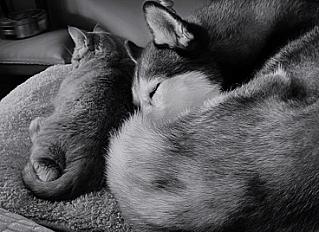 Donne Taïga husky femelle 4 ans - Morbihan - Photo 3