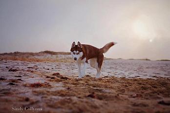 Donne Taïga husky femelle 4 ans - Morbihan - Photo 4