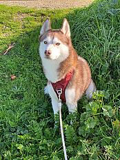 Donne Taïga husky femelle 4 ans - Morbihan - Photo 5