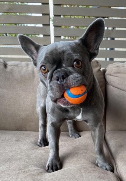 Donne Hippo Bouledogue Français femelle 6 ans - Seine-Maritime