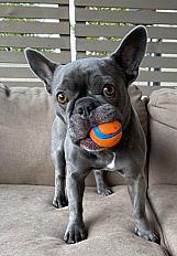 Donne Hippo Bouledogue Français femelle 6 ans - Seine-Maritime