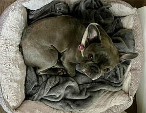 Donne Hippo Bouledogue Français femelle 6 ans - Seine-Maritime - Photo 2