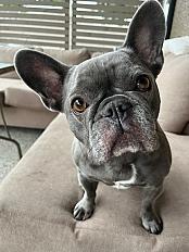 Donne Hippo Bouledogue Français femelle 6 ans - Seine-Maritime - Photo 3